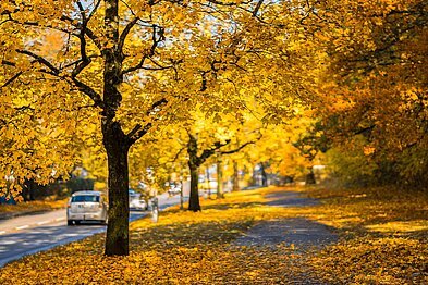 Foto: Pixabay